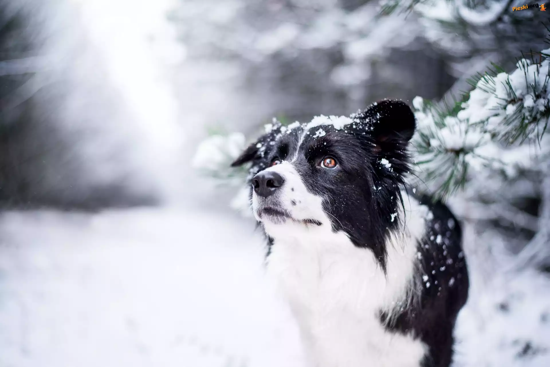 ¦nieg, Border collie, Pies, Zima, Ga³±zki